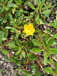 Ludwigia peploides subsp. glabrescens image