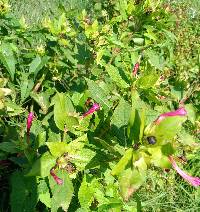 Mirabilis jalapa image