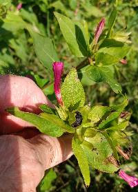 Mirabilis jalapa var. jalapa image