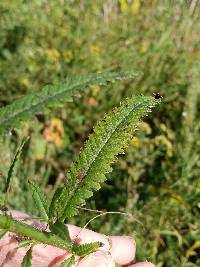 Pedicularis lanceolata image