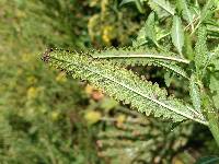 Pedicularis lanceolata image