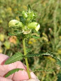 Pedicularis lanceolata image