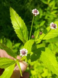 Phyla lanceolata image