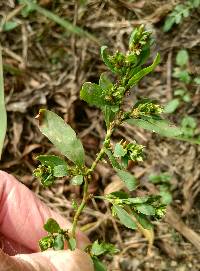 Polygonum erectum image