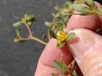 Portulaca oleracea image