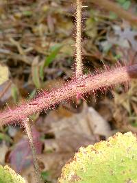 Rubus phoenicolasius image