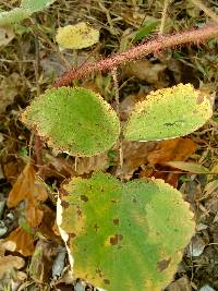 Rubus phoenicolasius image