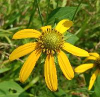 Rudbeckia laciniata var. laciniata image