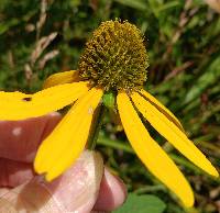 Rudbeckia laciniata var. laciniata image