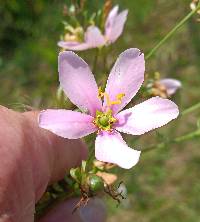 Sabatia angularis image