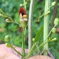 Scrophularia marilandica image