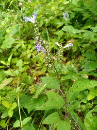 Scutellaria incana image