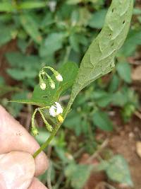 Solanum ptychanthum image