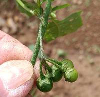 Solanum ptychanthum image