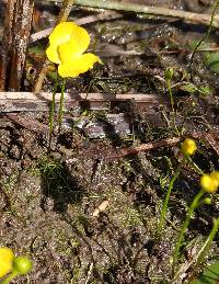 Utricularia gibba image