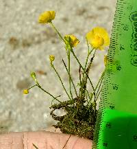 Utricularia gibba image