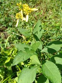 Verbesina alternifolia image