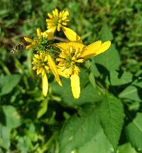 Verbesina alternifolia image