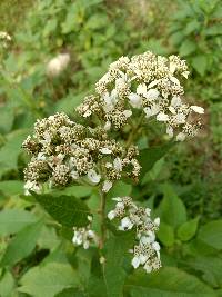 Verbesina virginica image