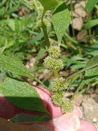 Amaranthus tuberculatus image