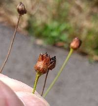 Coreopsis tinctoria image