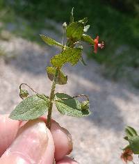 Lysimachia arvensis image