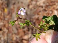 Mazus pumilus image