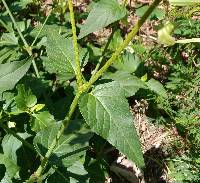 Mirabilis nyctaginea image