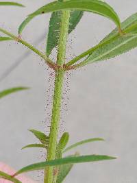 Rhexia mariana var. mariana image