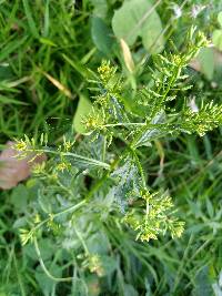 Rorippa palustris subsp. palustris image