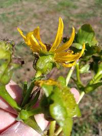 Silphium perfoliatum image