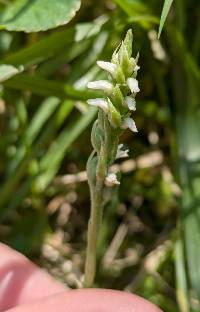 Spiranthes ovalis image