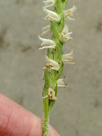 Spiranthes vernalis image