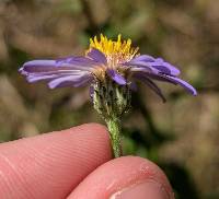 Symphyotrichum patens var. patens image