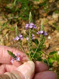 Verbena hastata image