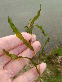 Potamogeton crispus image