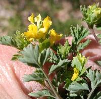 Corydalis flavula image