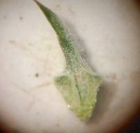 Ceratocephala testiculata image