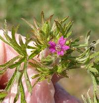 Geranium dissectum image