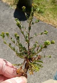 Lepidium oblongum image