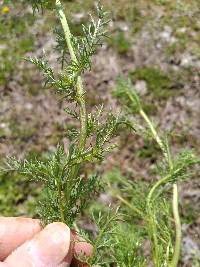 Matricaria chamomilla image