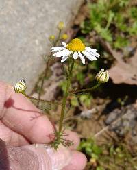 Matricaria chamomilla image