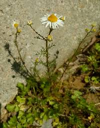 Matricaria chamomilla image