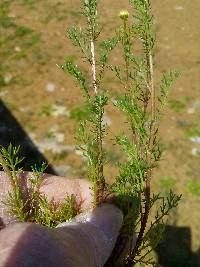 Matricaria chamomilla image