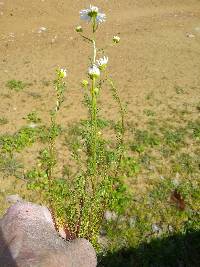 Matricaria chamomilla image