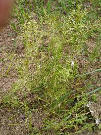 Poa bulbosa image