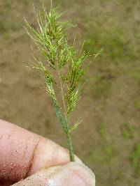 Poa bulbosa image