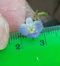 Veronica persica image
