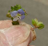 Veronica persica image