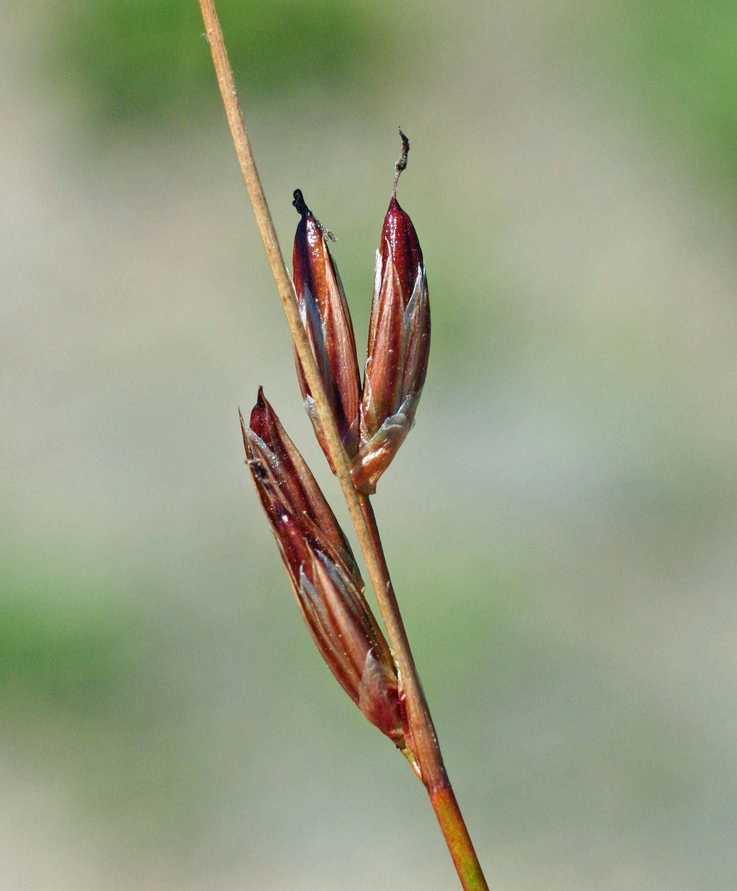 Juncus parryi image